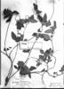 Calyptocarpus brasiliensis image