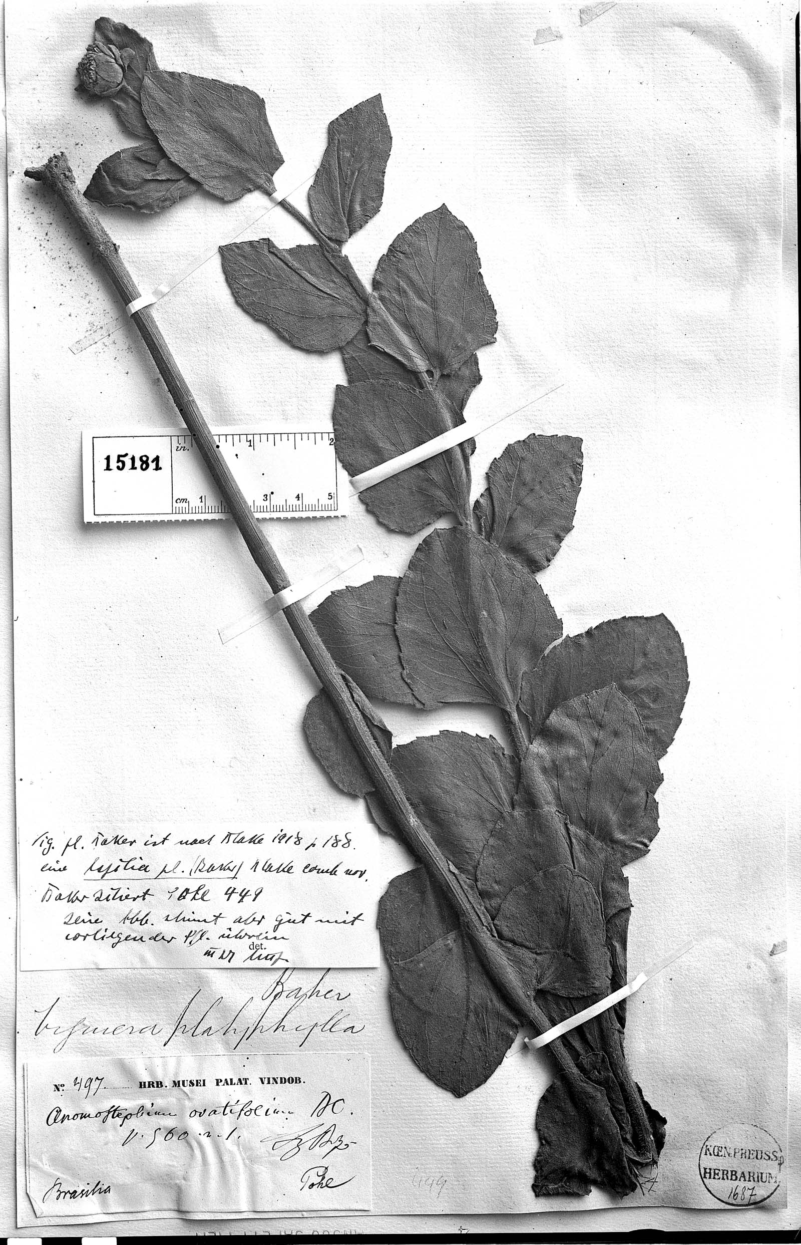 Aspilia platyphylla image