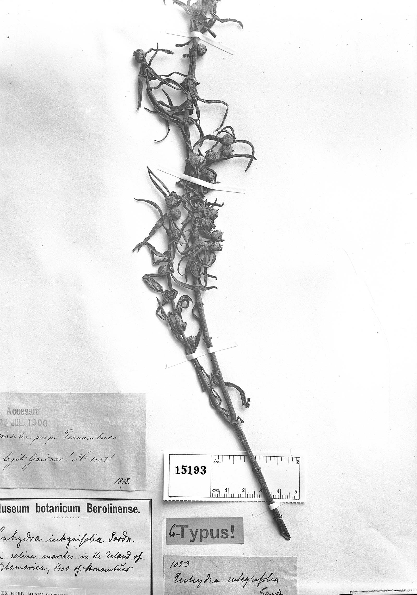 Enydra integrifolia image