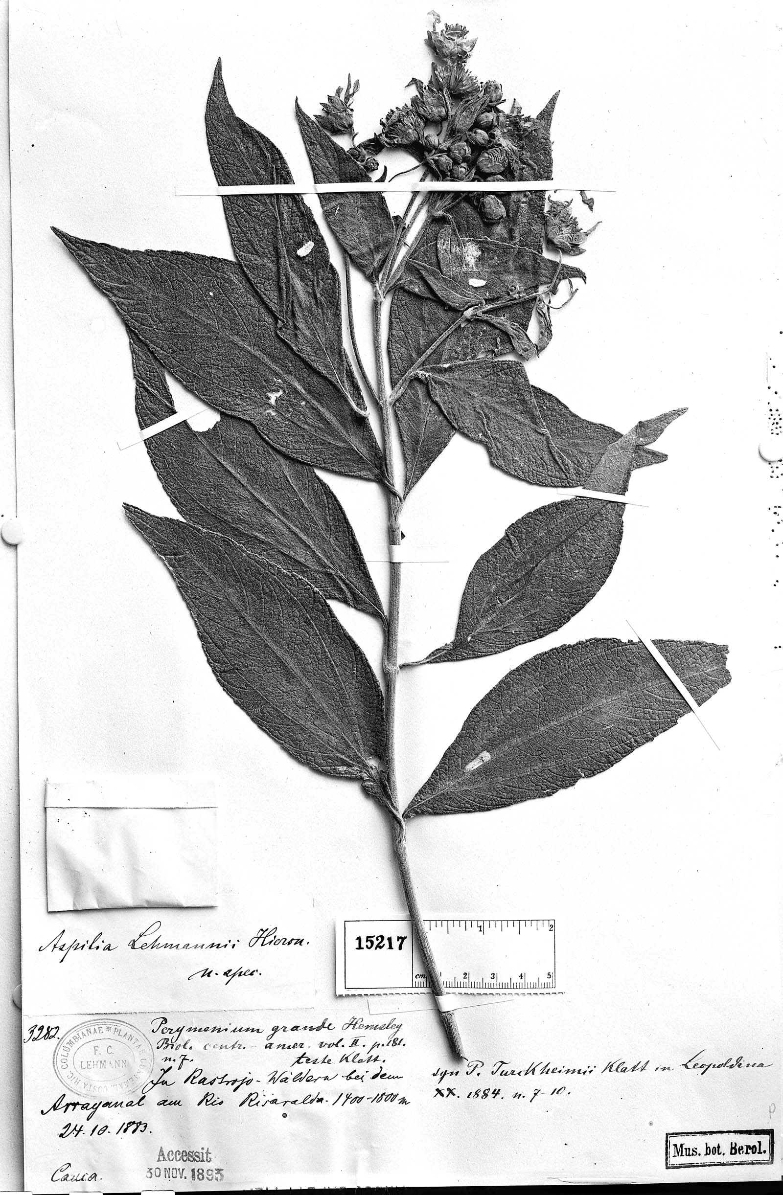 Elaphandra lehmannii image