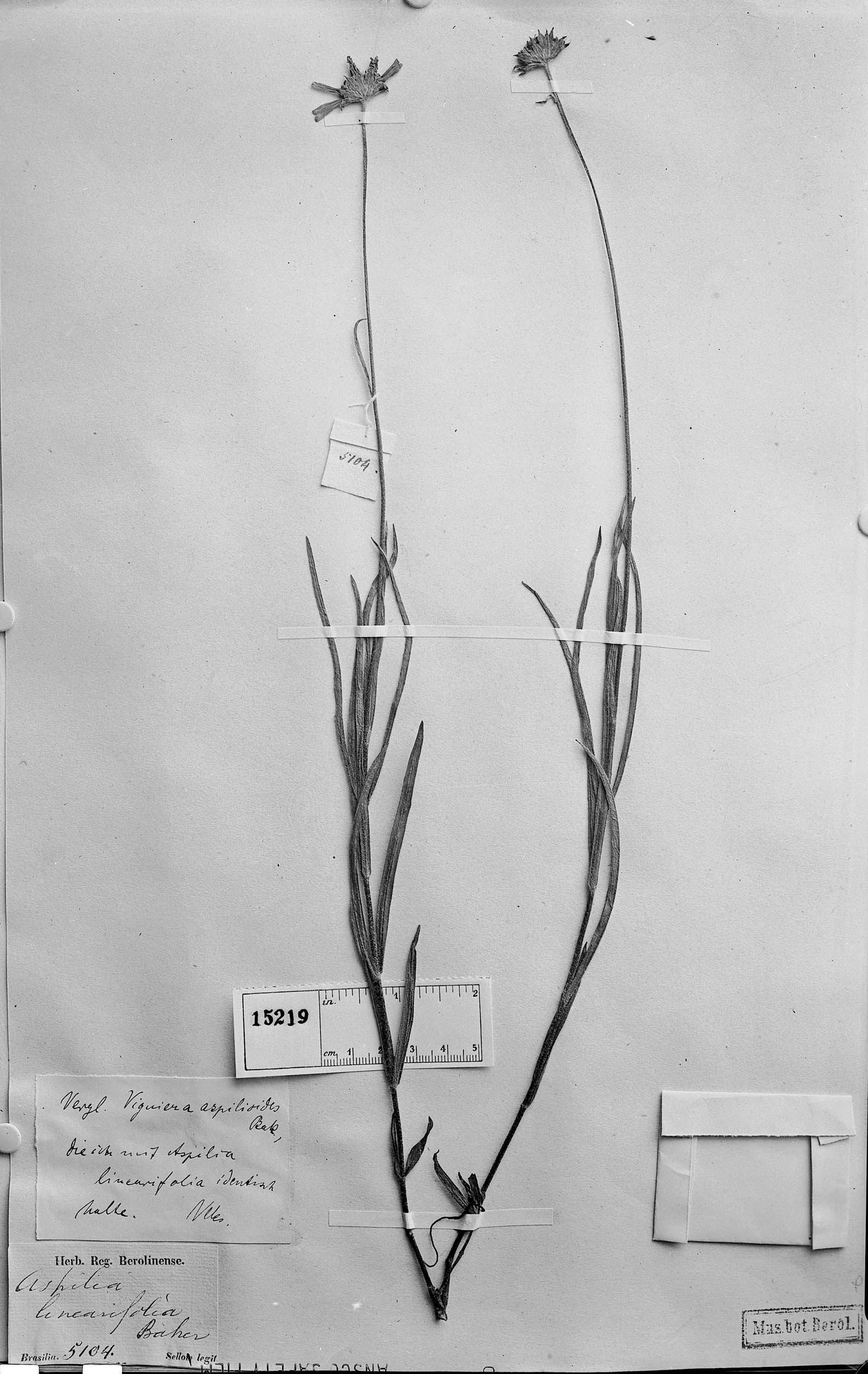 Aspilia linearifolia image