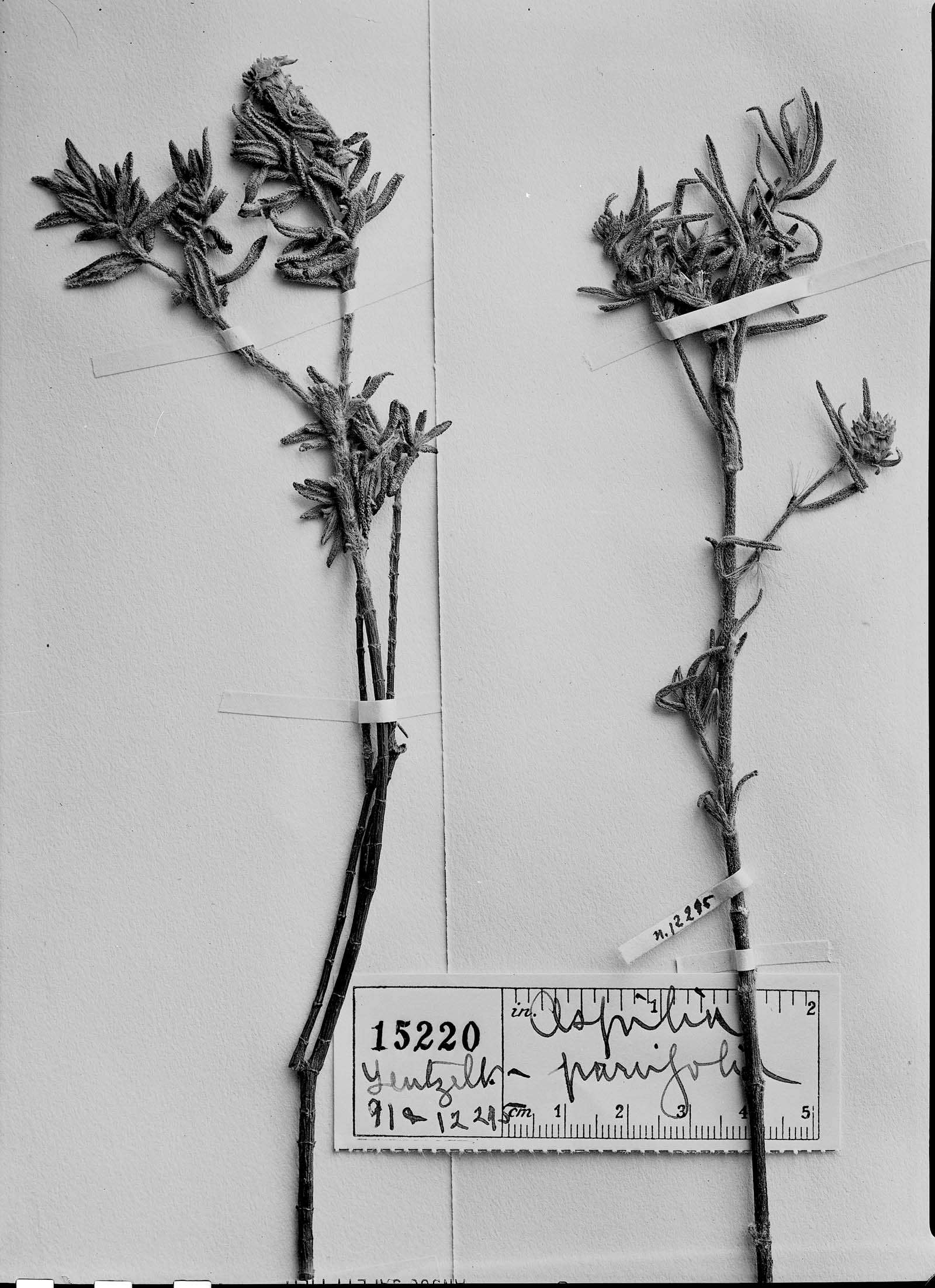 Aspilia foliosa image
