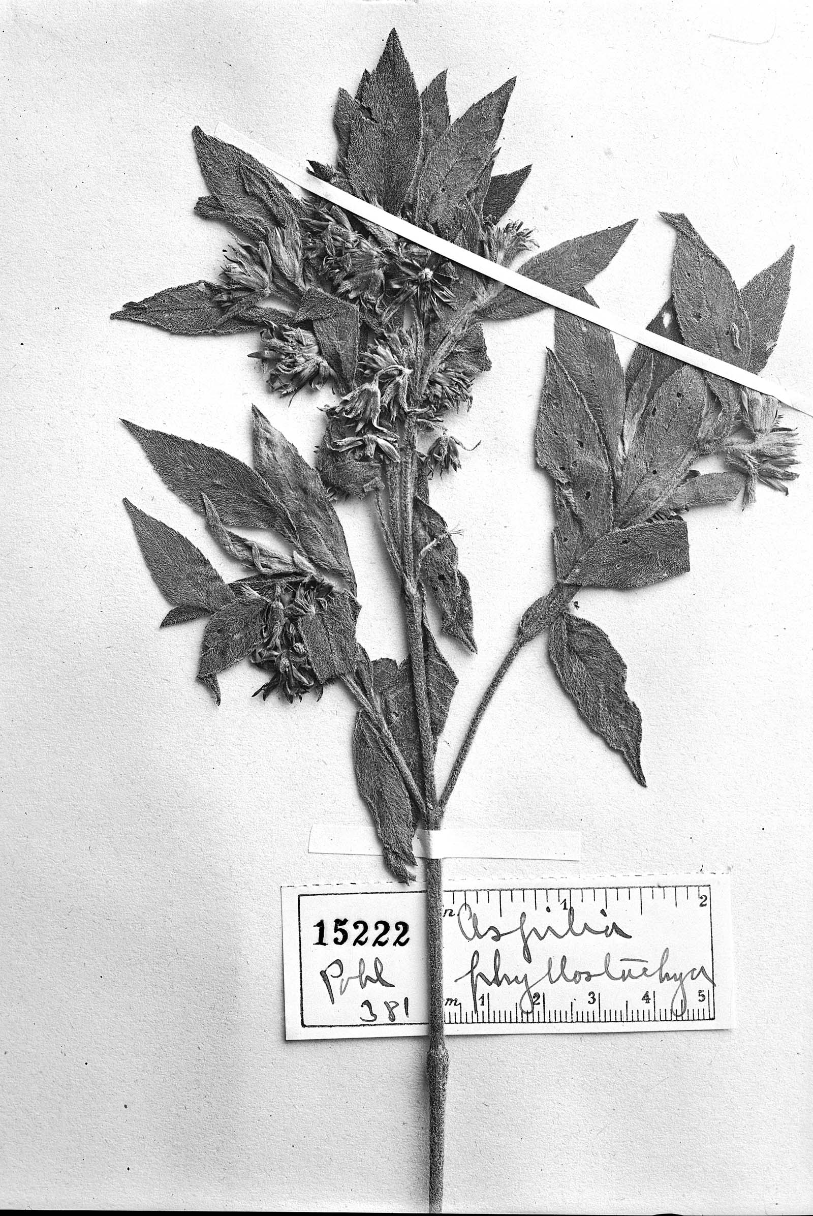 Wedelia phyllostachya image