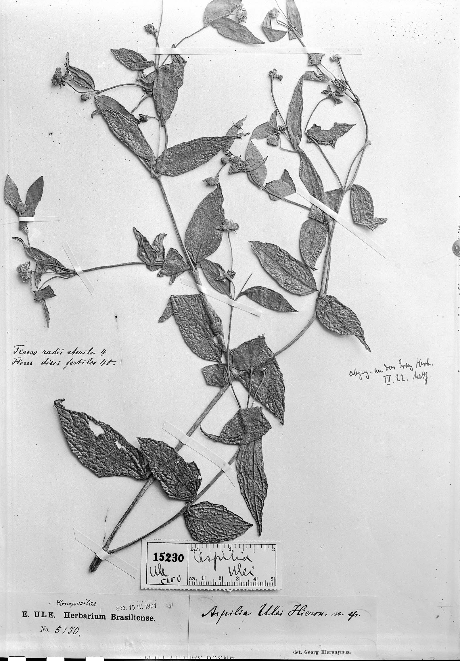 Elaphandra ulei image