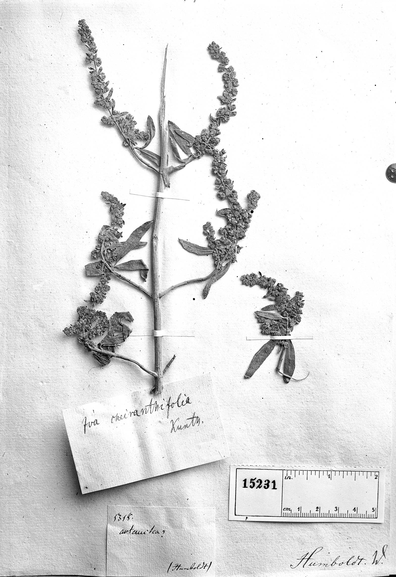 Iva cheiranthifolia image