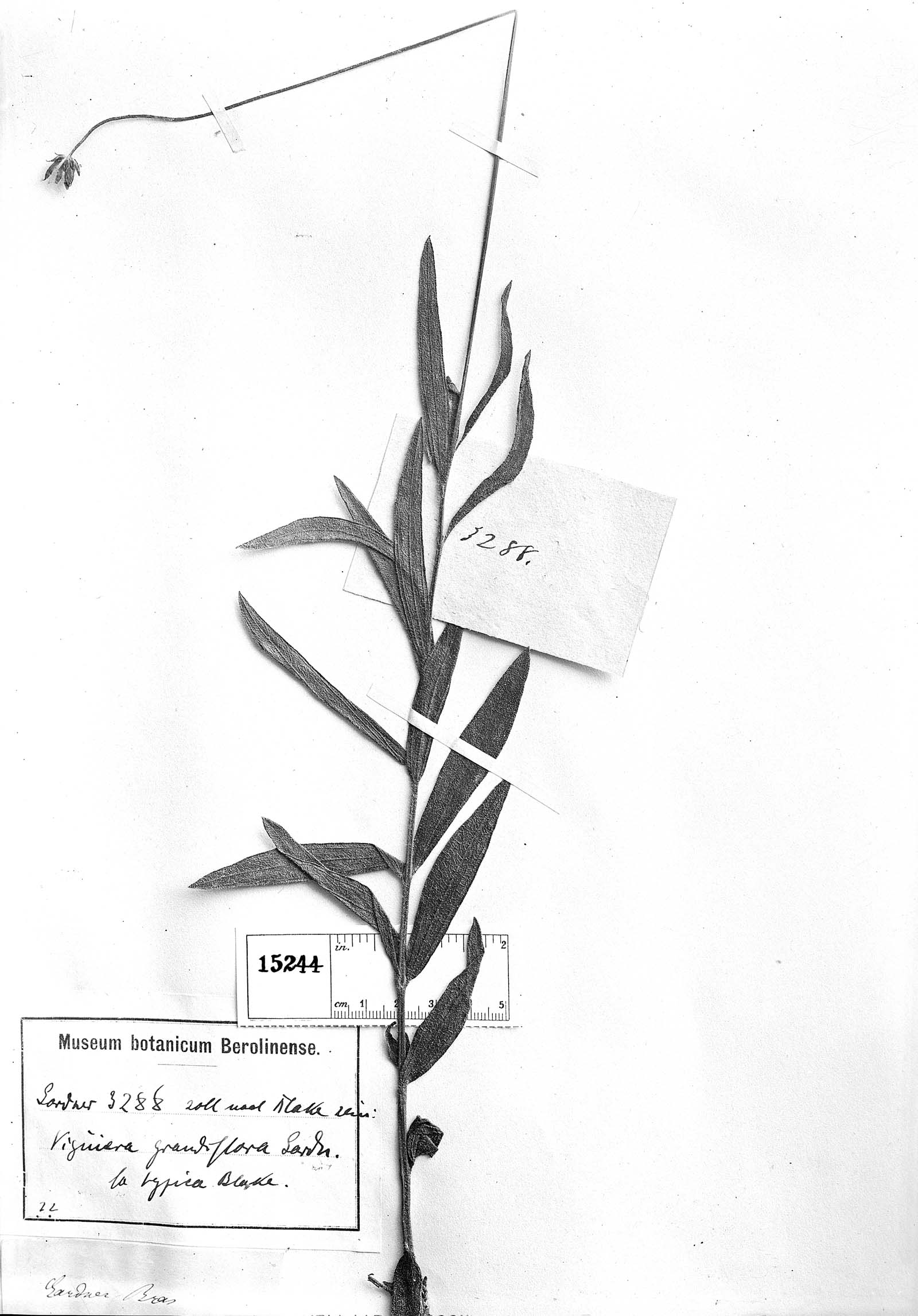 Aldama grandiflora image