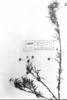 Macraea laricifolia image