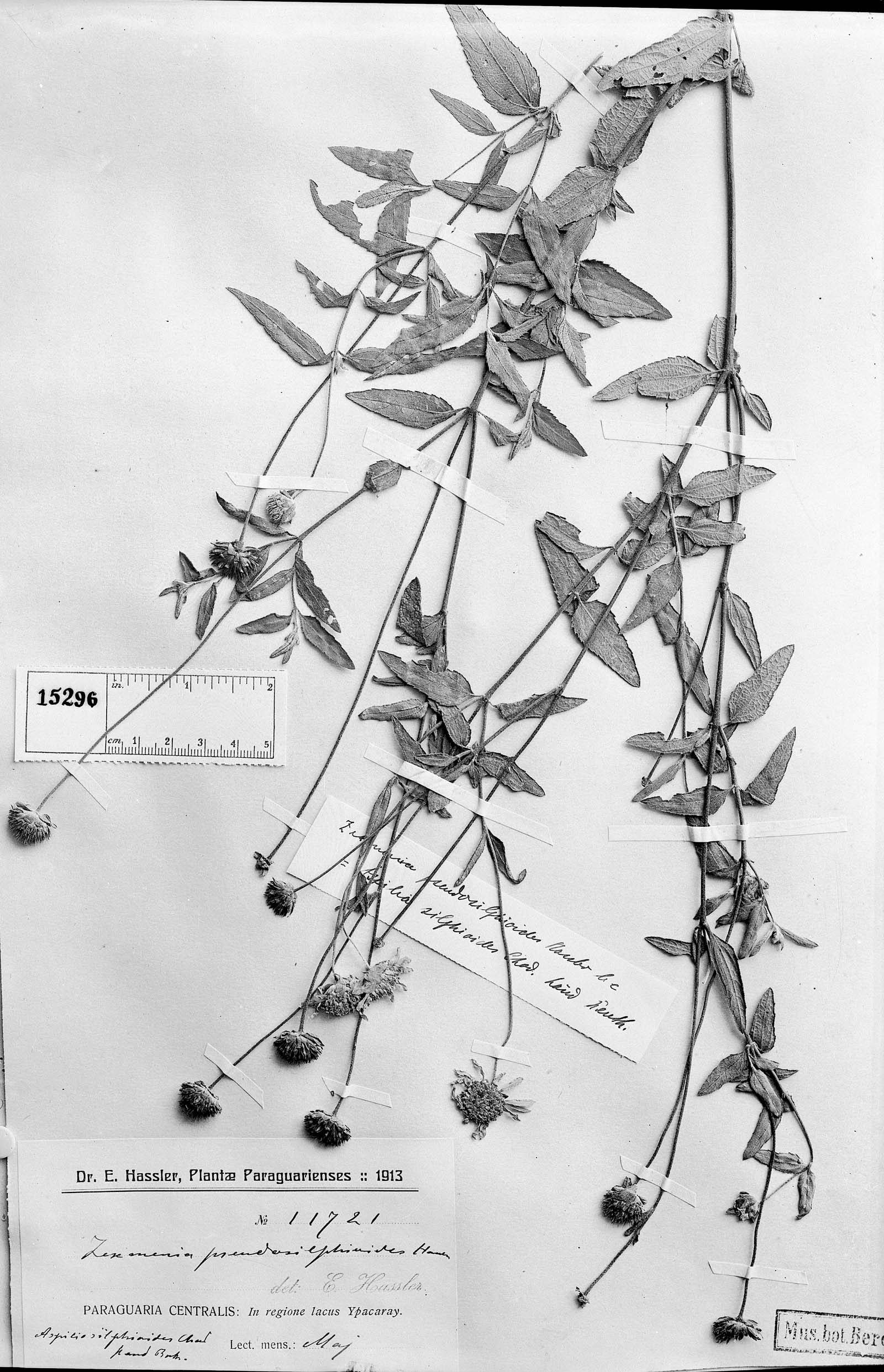 Dimerostemma pseudosilphioides image