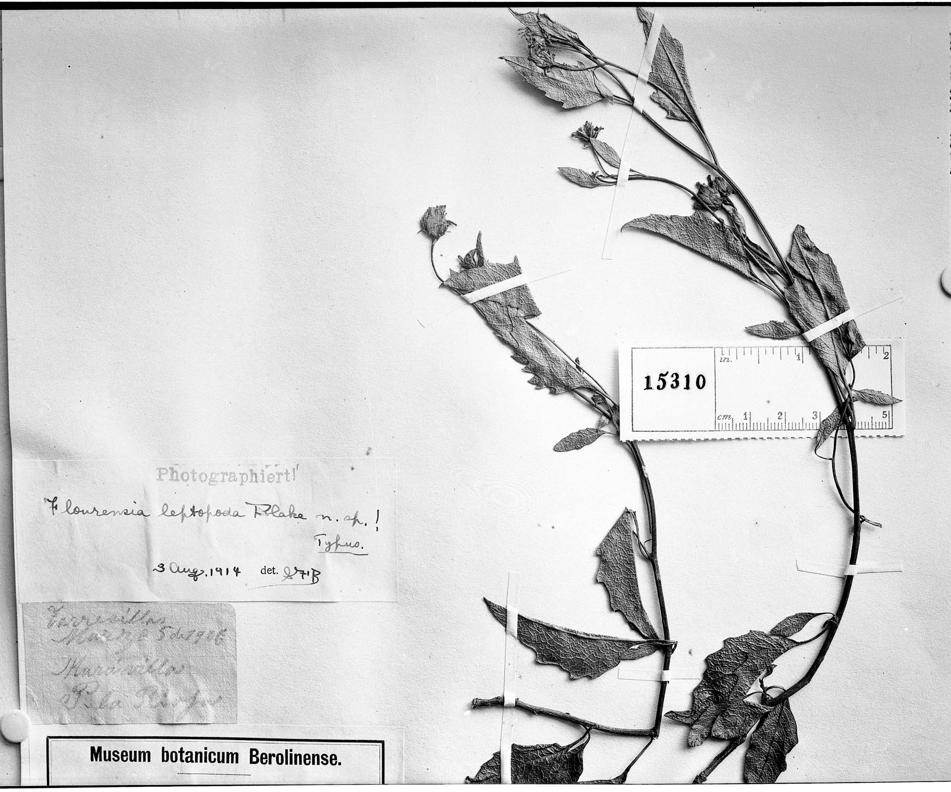 Flourensia leptopoda image