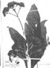 Verbesina lloensis image