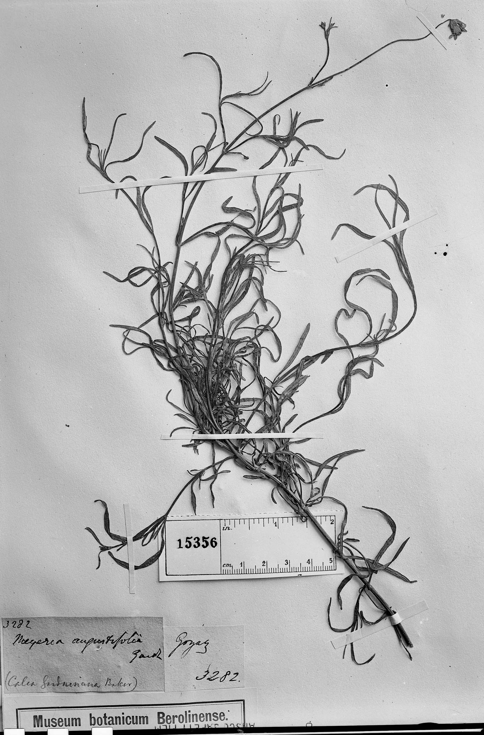 Calea angustifolia image