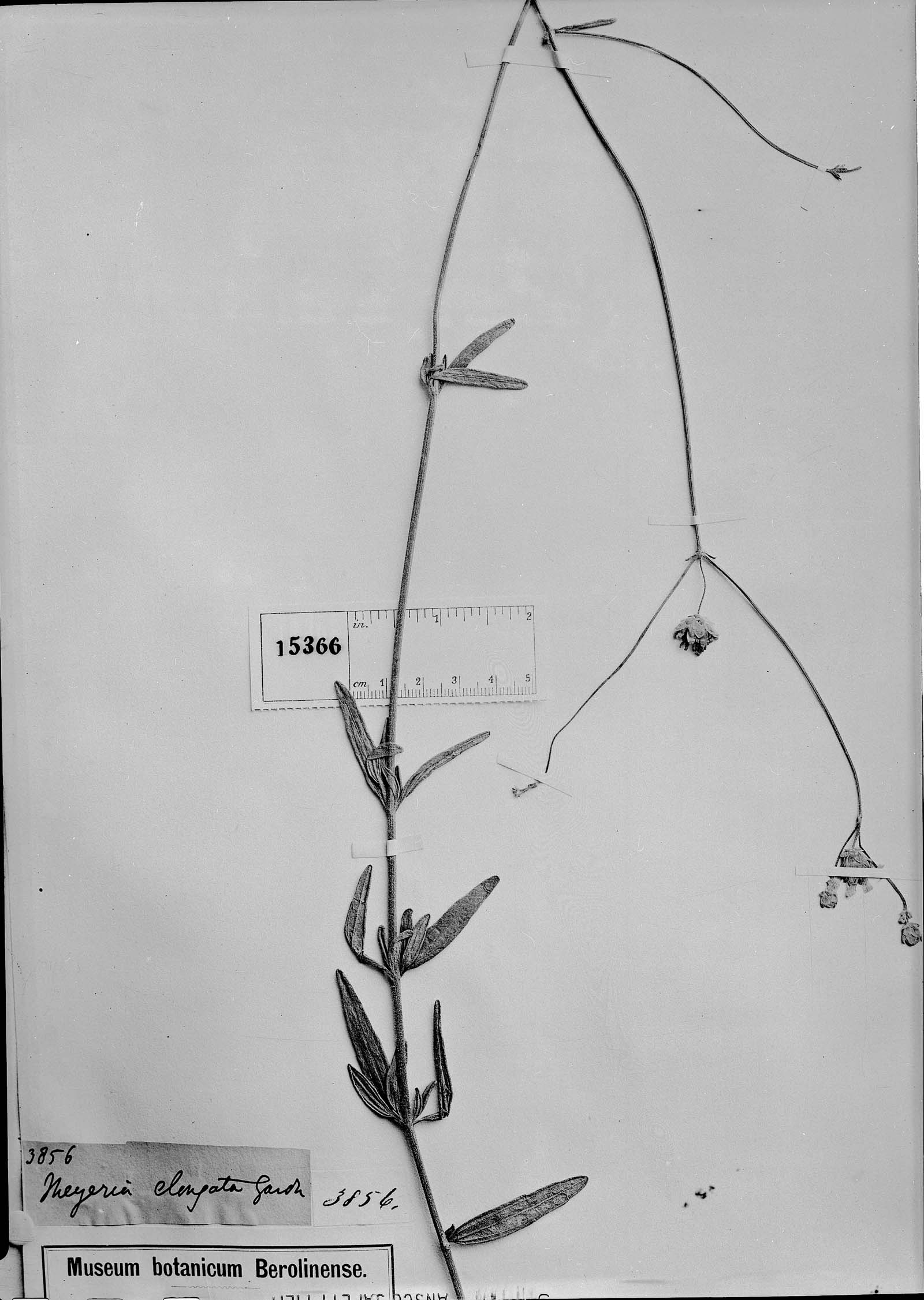 Calea elongata image