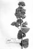 Calea lantanoides image