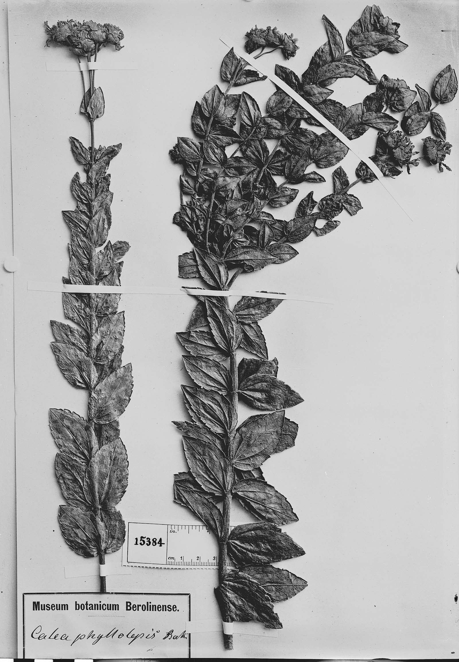 Calea phyllolepis image