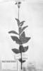 Calea reticulata image