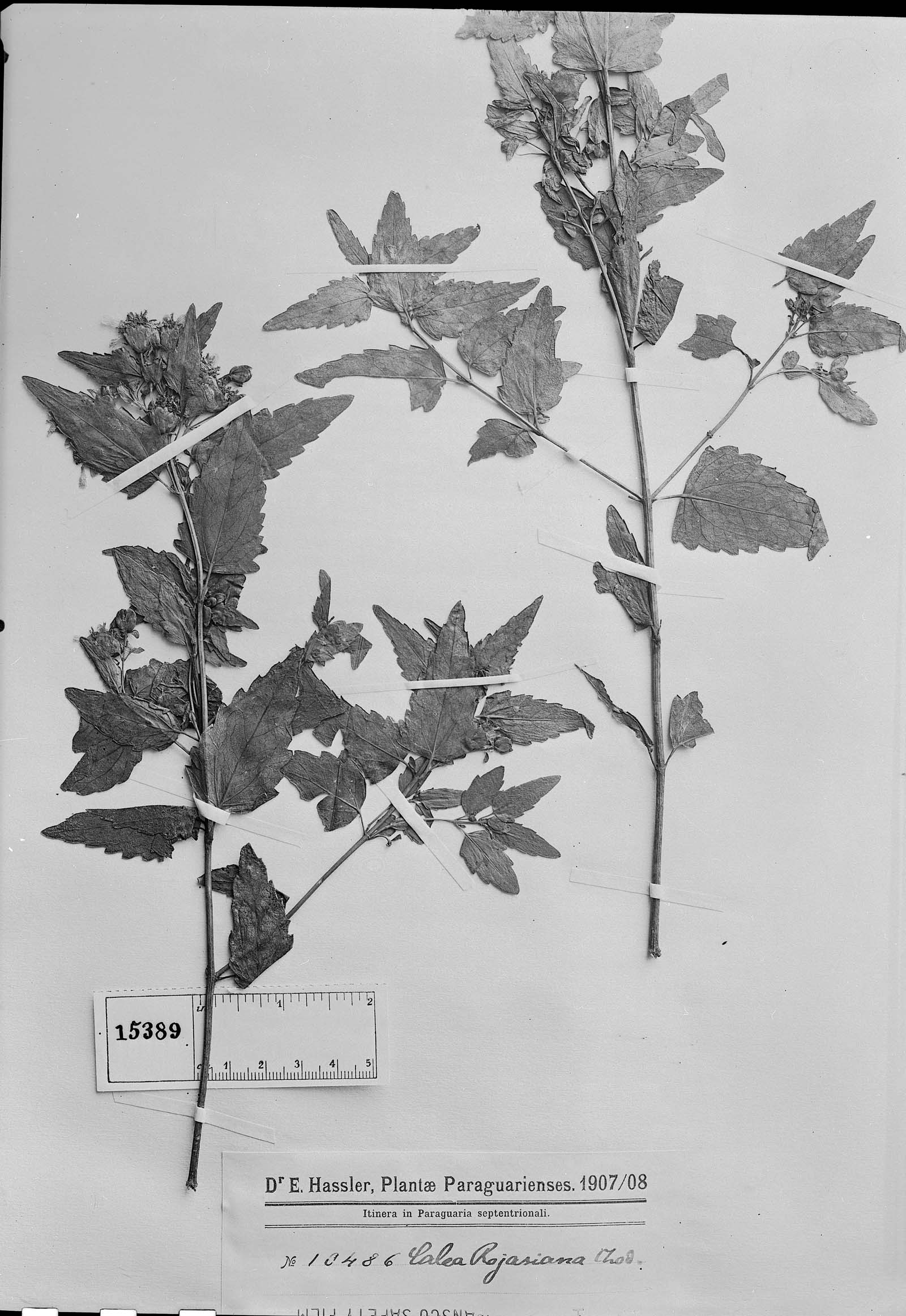 Calea rojasiana image