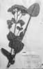 Calea rotundifolia image