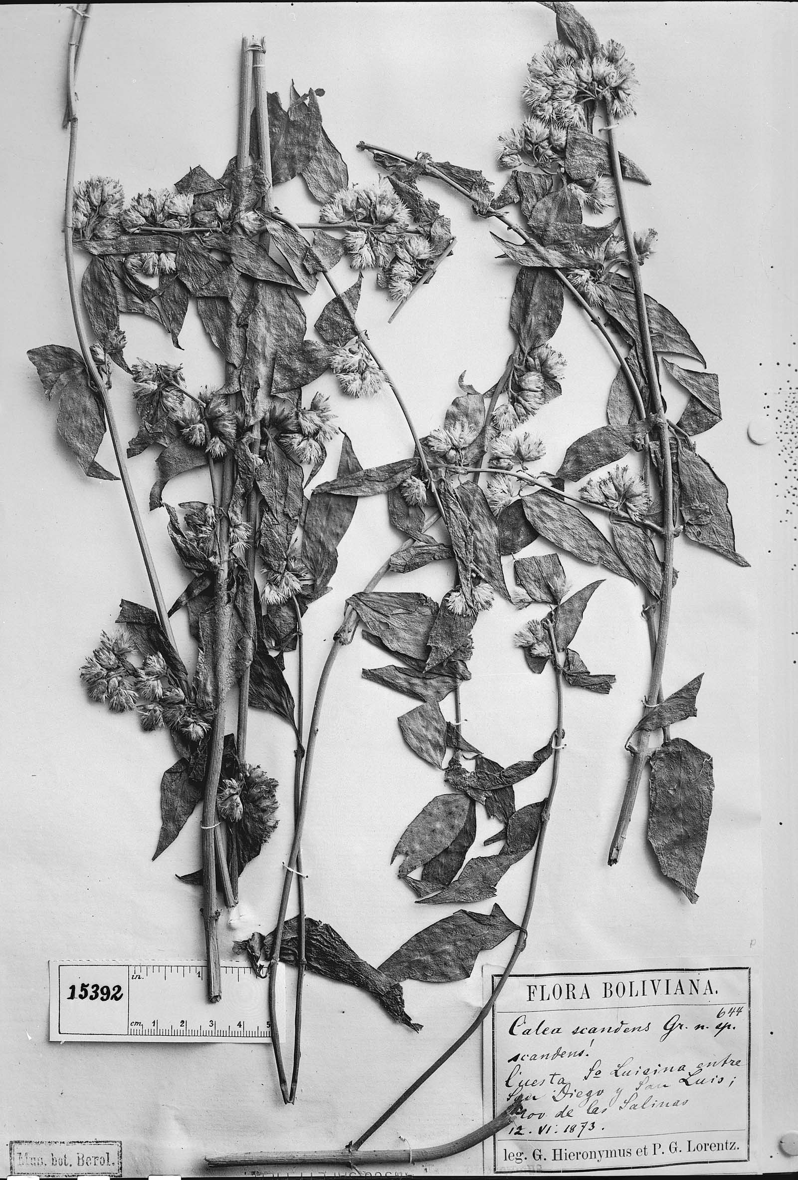 Calea solidaginea subsp. solidaginea image