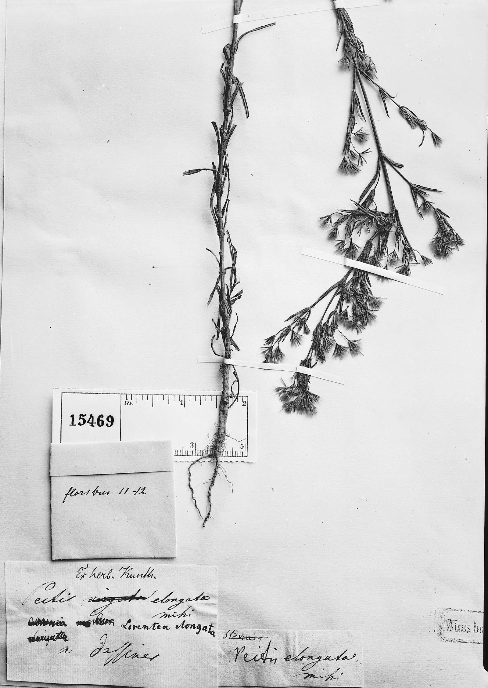 Pectis elongata image
