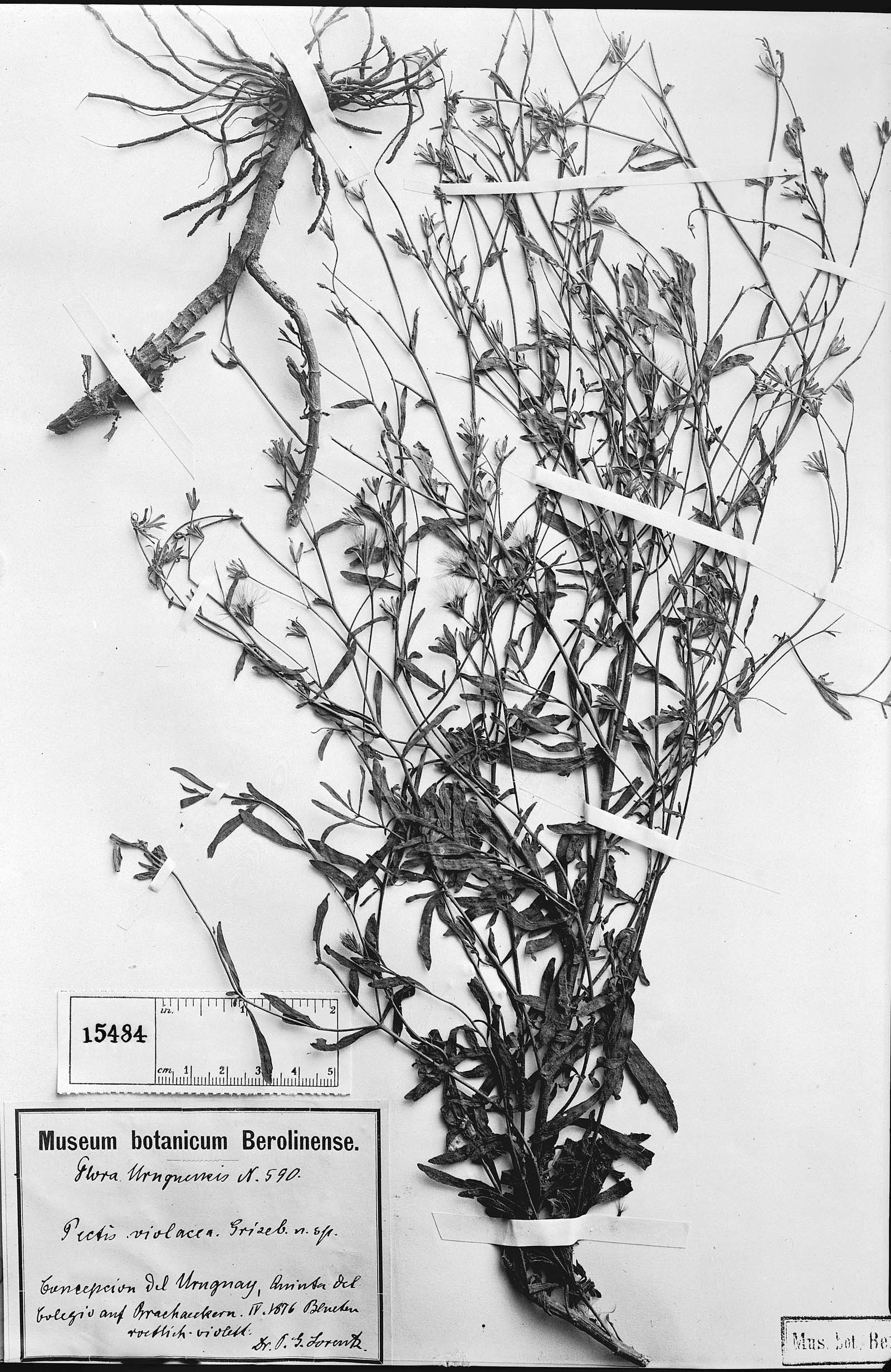 Stevia multiaristata image