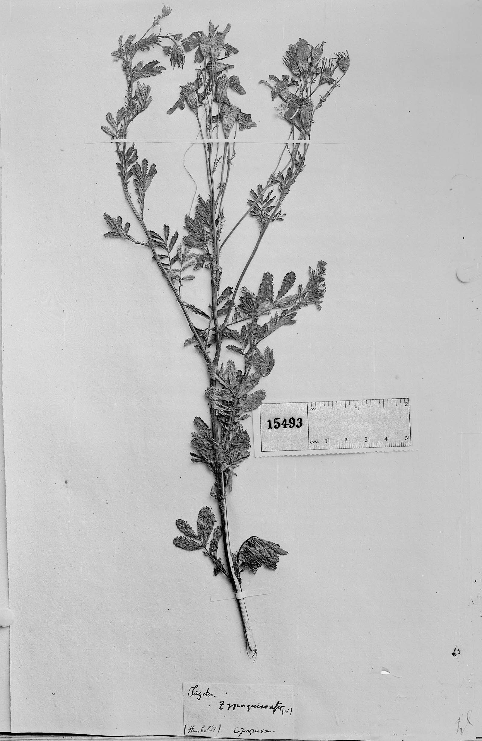 Tagetes zypaquinensis image