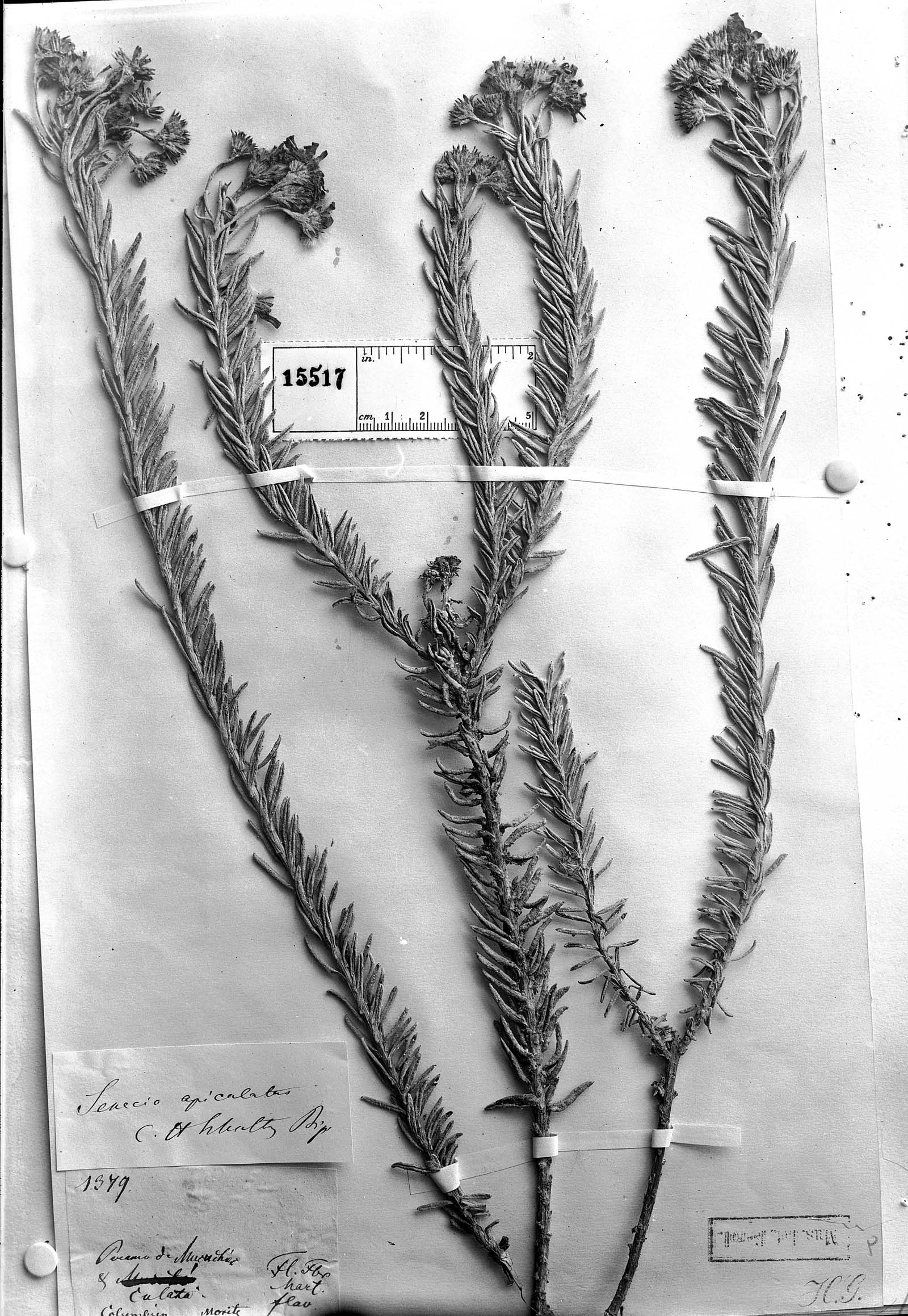 Monticalia apiculata image