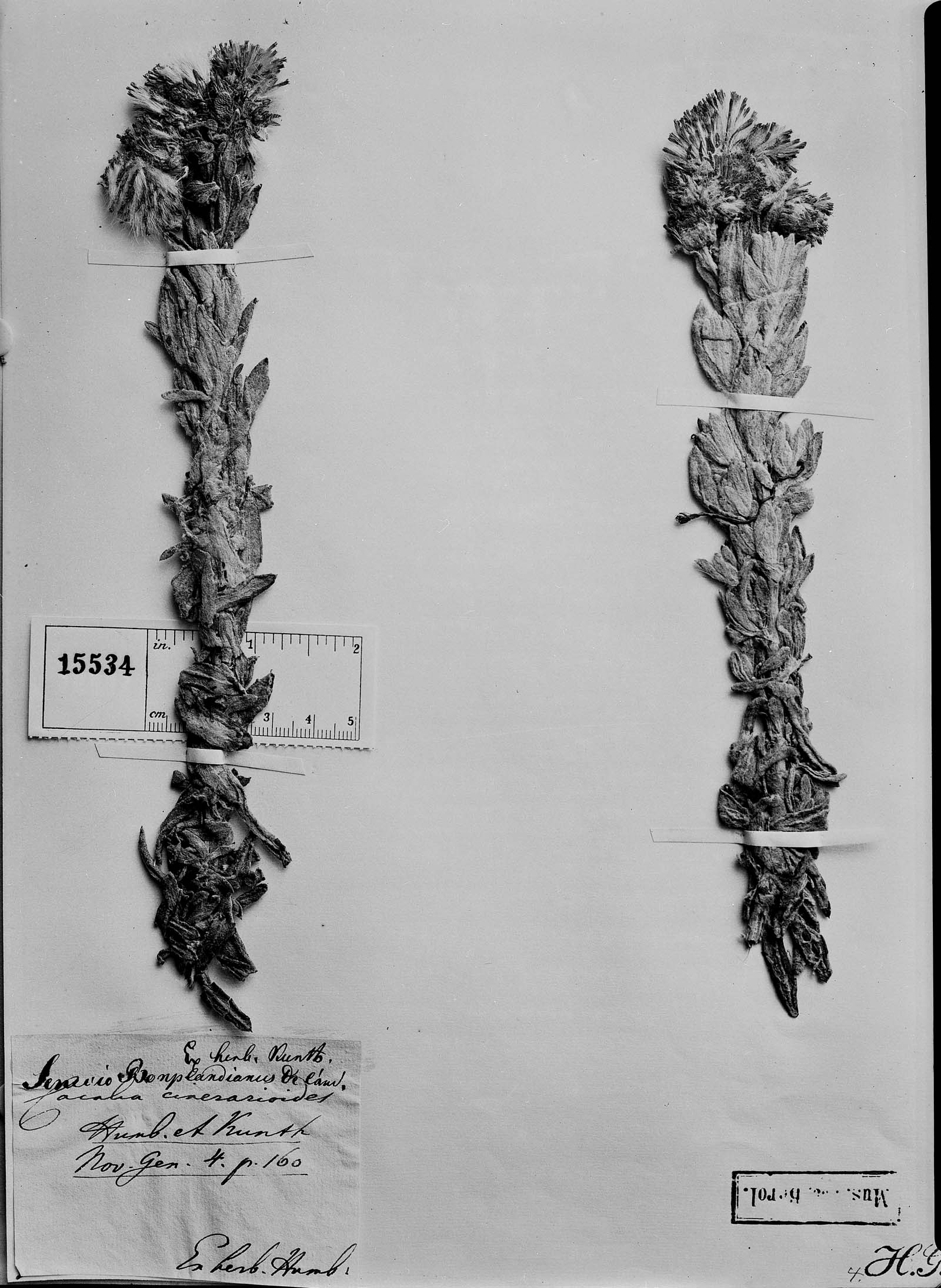 Aetheolaena senecioides image