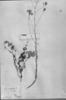 Senecio anthemidiphyllus image