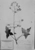 Roldana hederifolia image