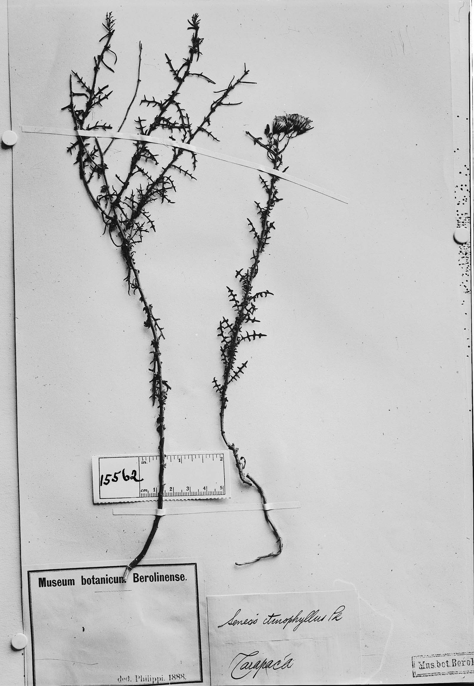 Senecio ctenophyllus image