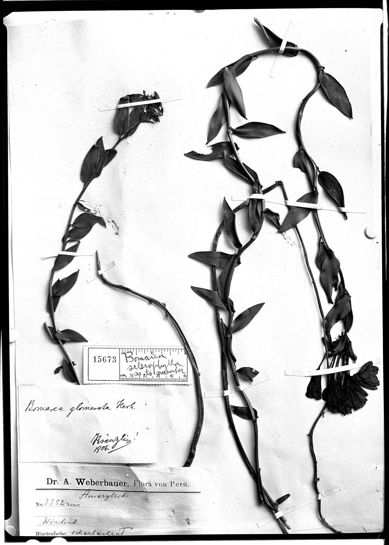Bomarea sclerophylla image