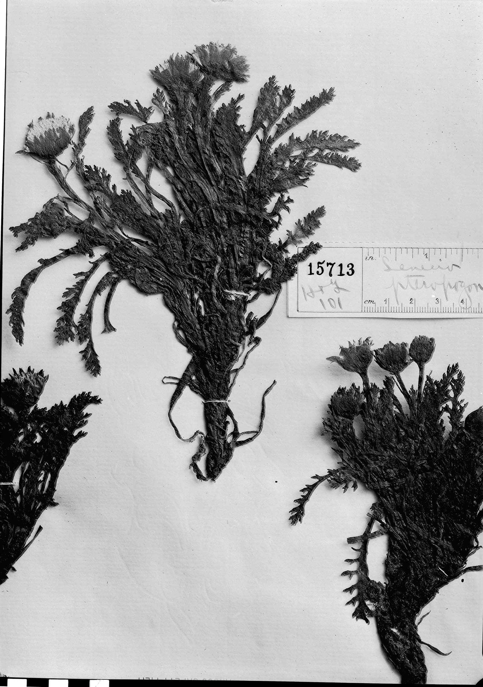 Leucheria pteropogon image