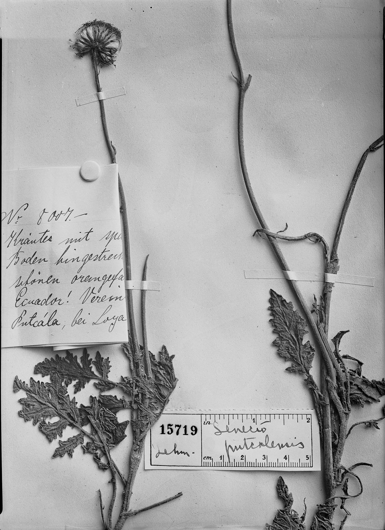 Lomanthus putcalensis image