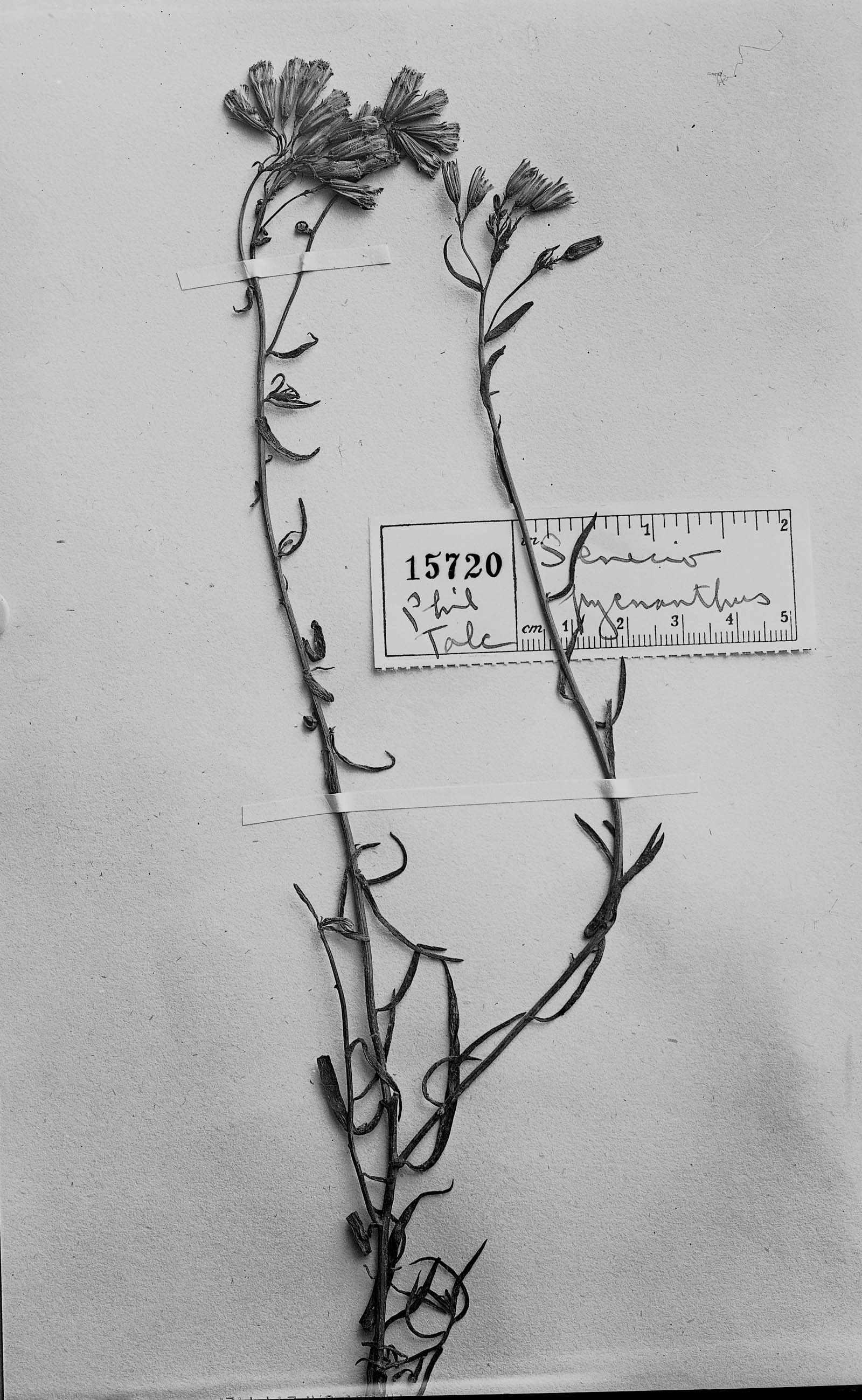 Senecio pycnanthus image