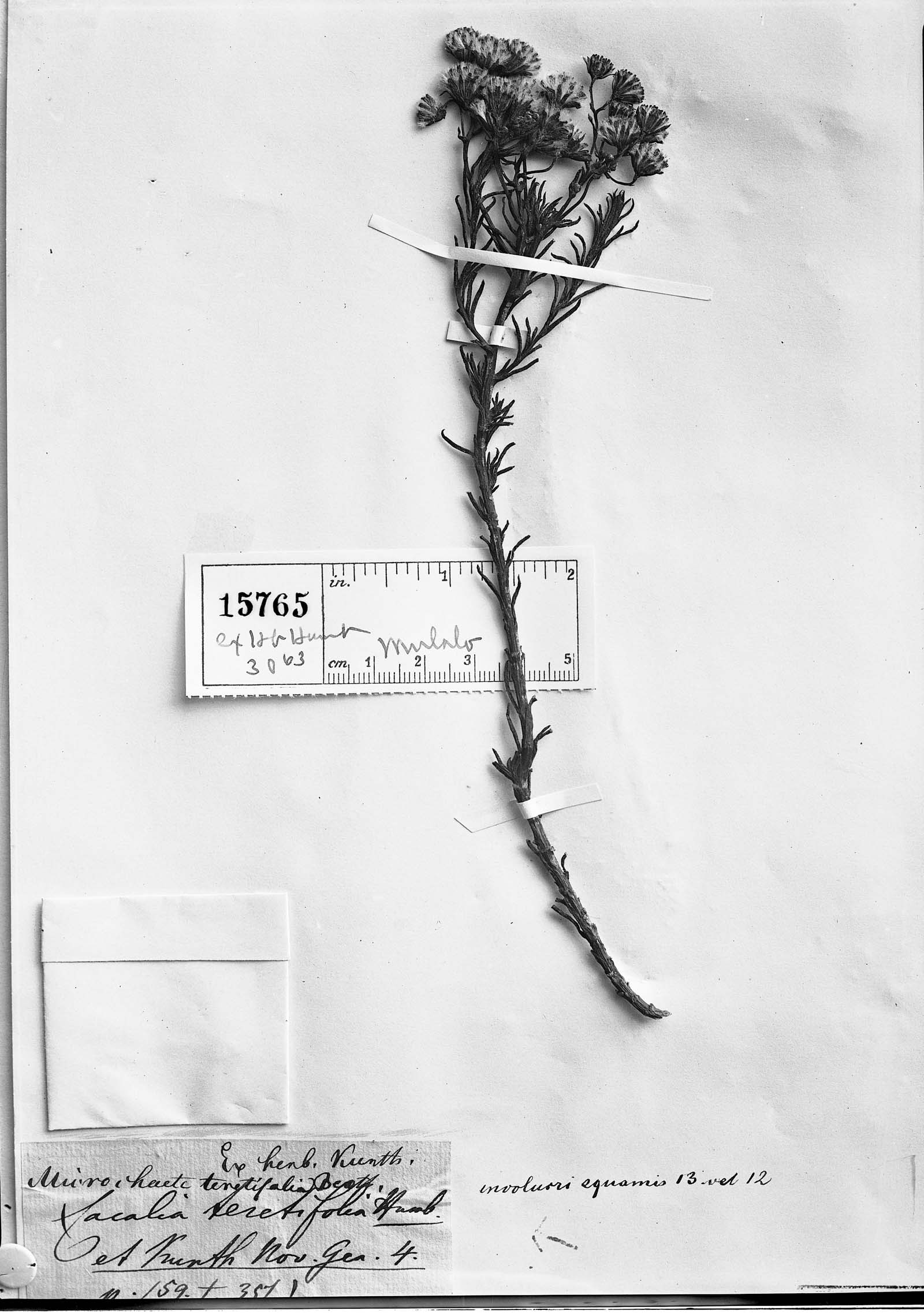 Cacalia teretifolia image
