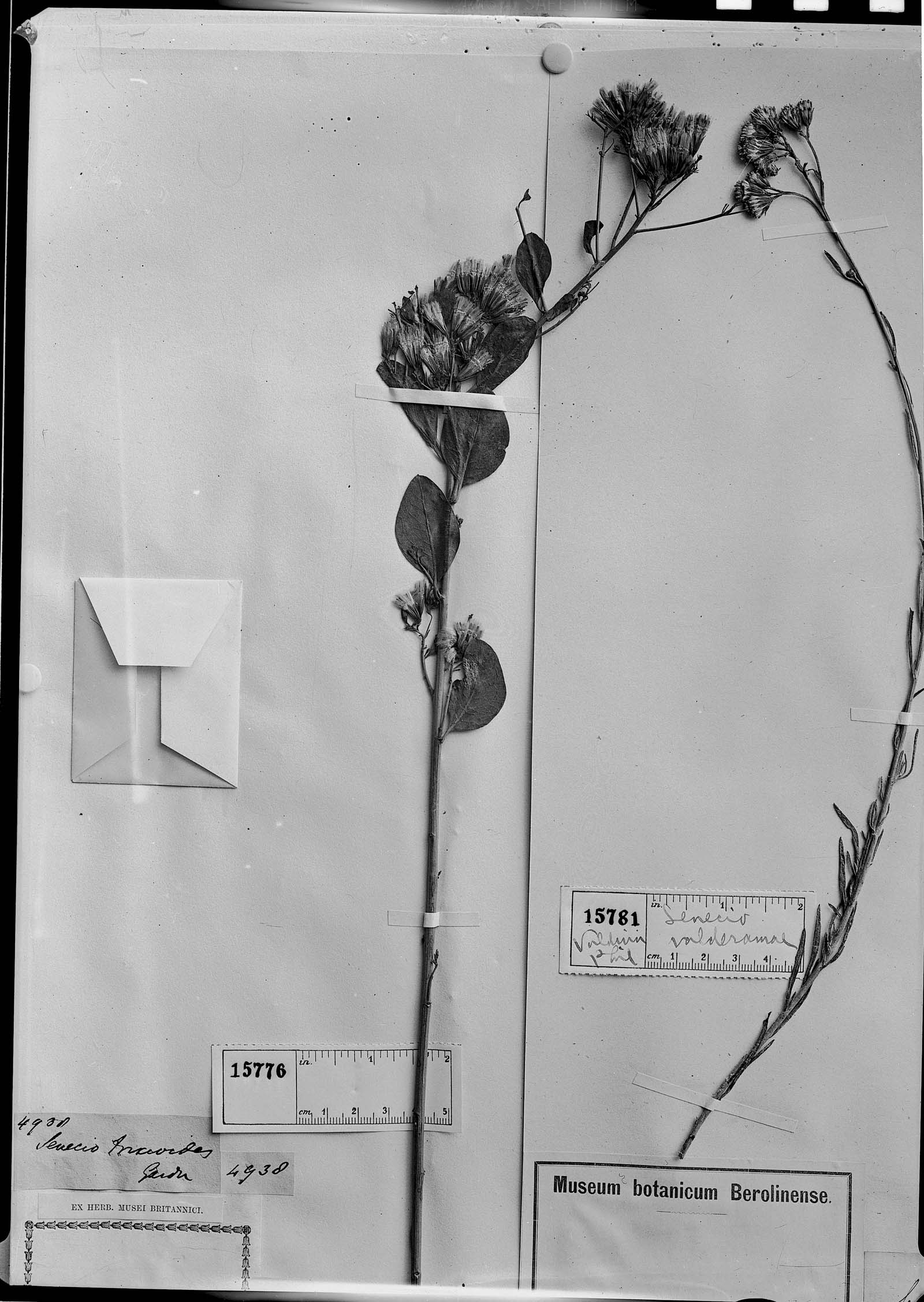 Hoehneophytum trixoides image