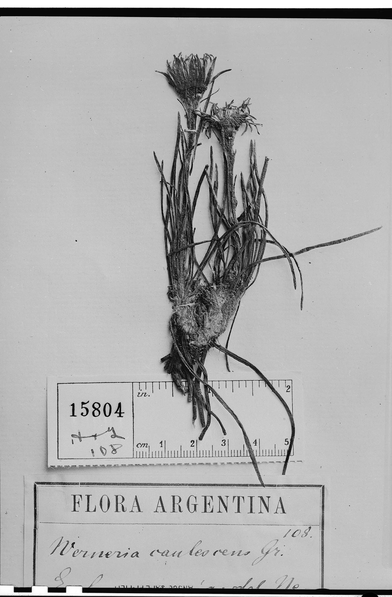 Werneria caulescens image