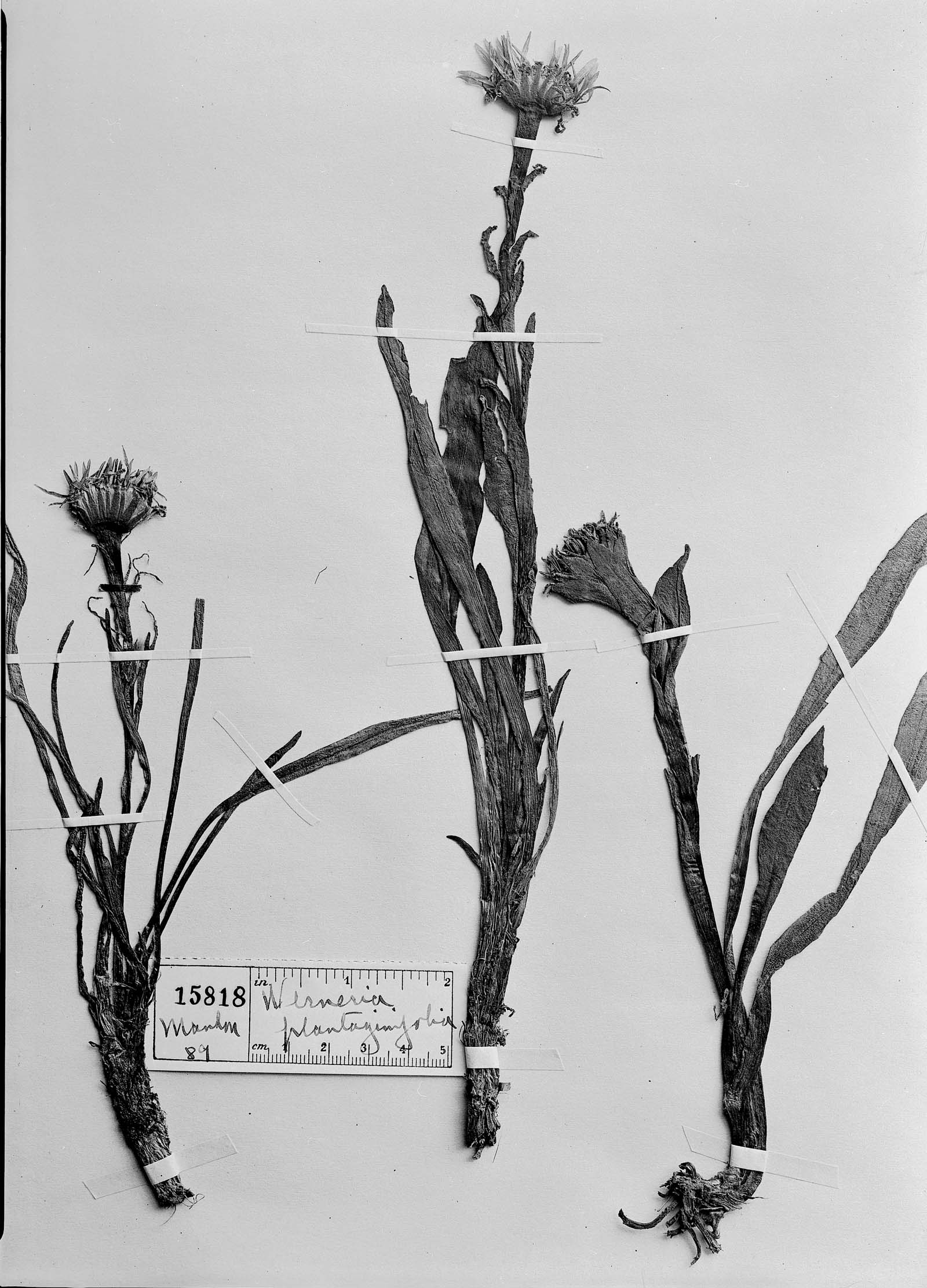 Werneria plantaginifolia image