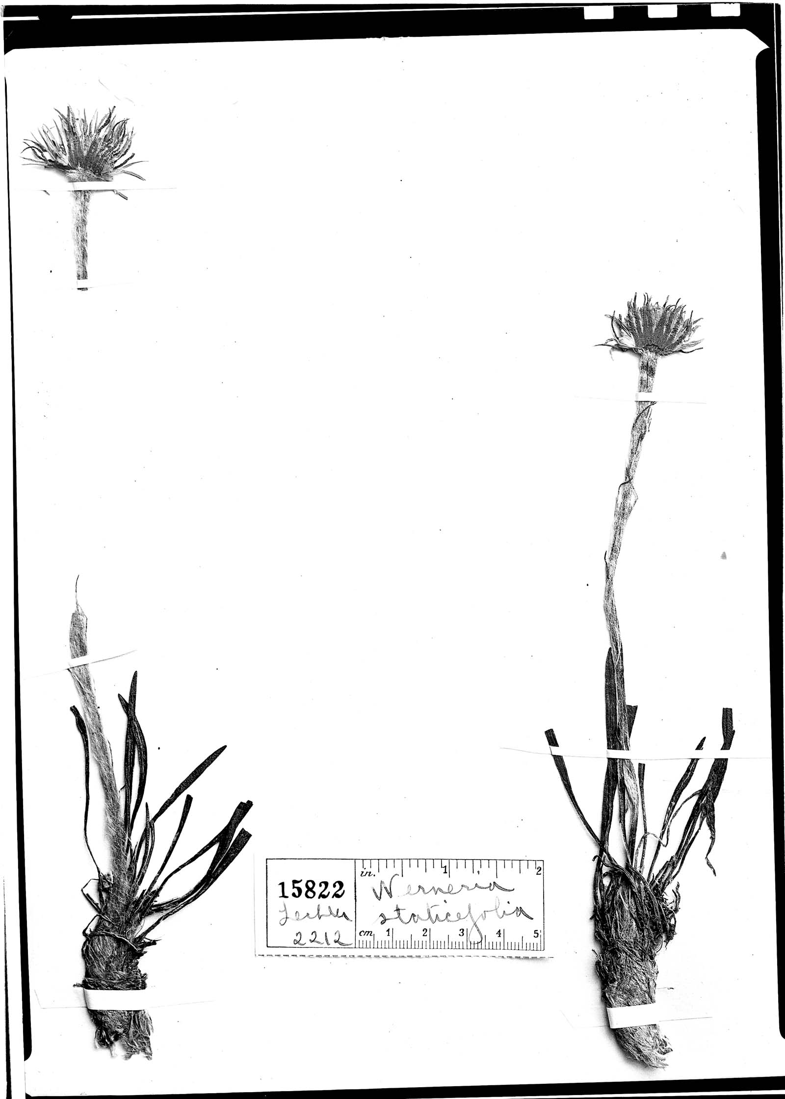 Werneria staticaefolia image