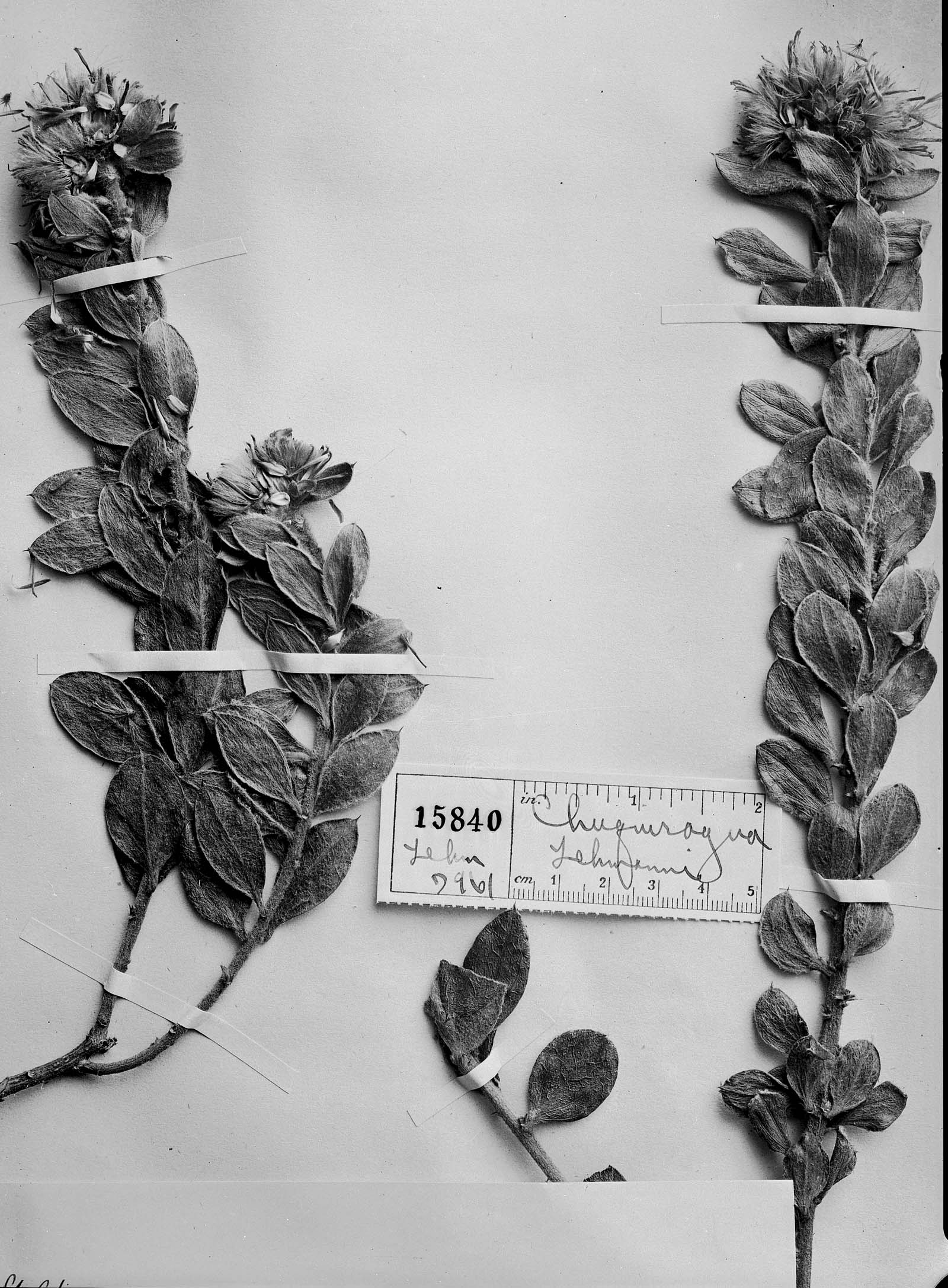 Dasyphyllum lehmannii image