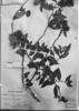 Dasyphyllum flagellare image