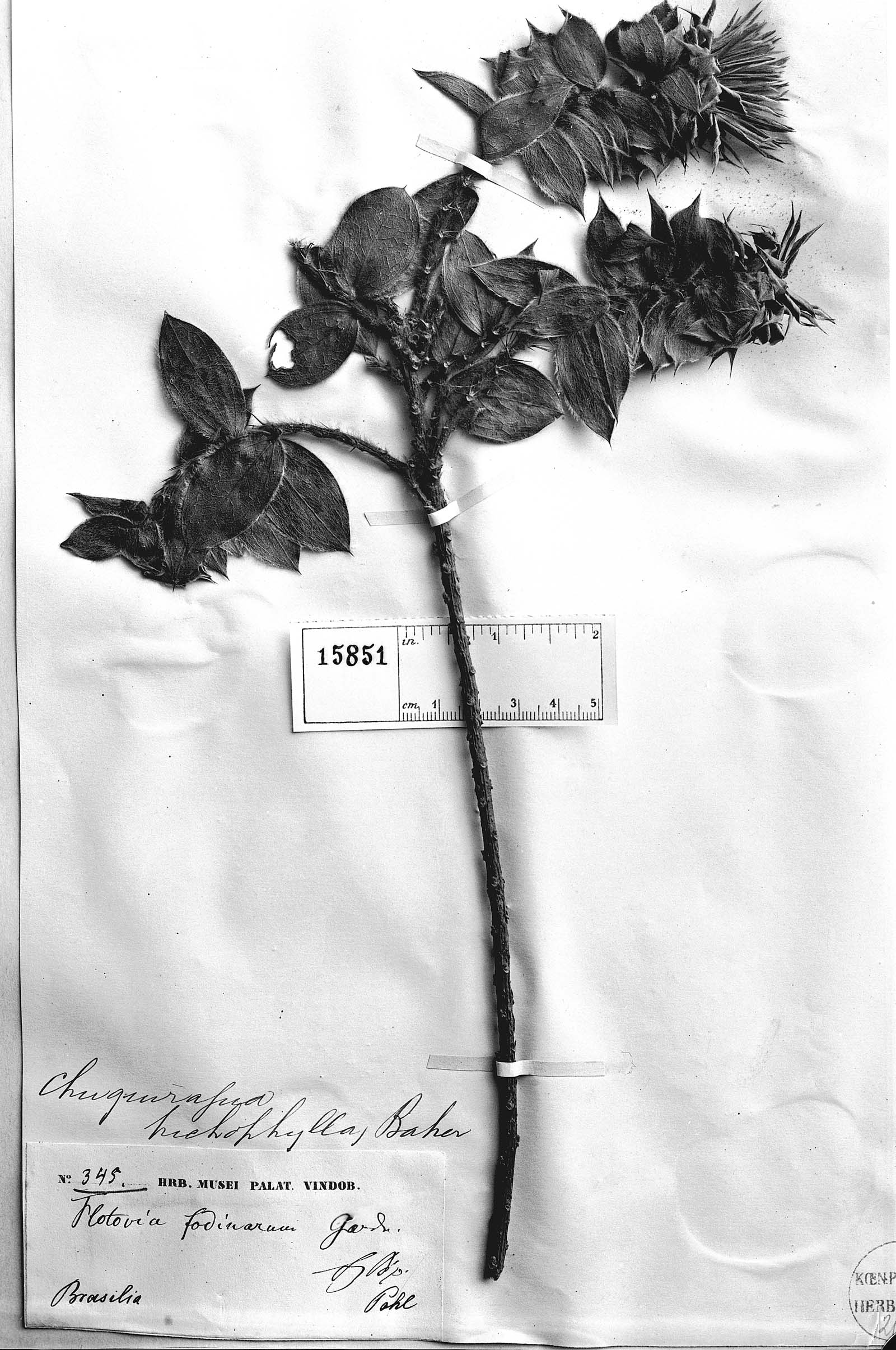 Dasyphyllum trichophyllum image