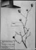 Dasyphyllum candolleanum image