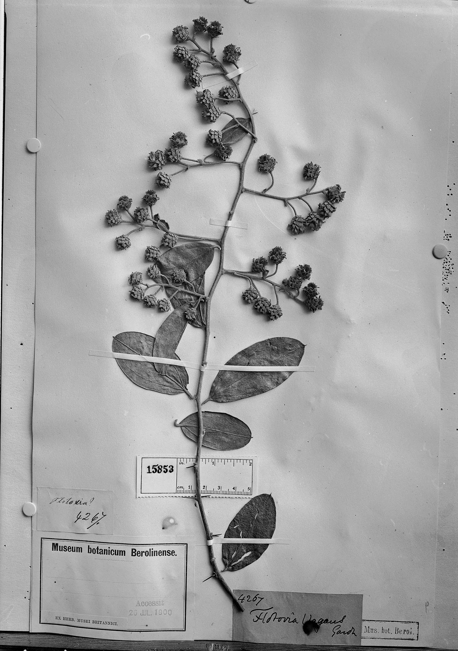Dasyphyllum vagans image