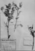 Gochnatia curviflora image