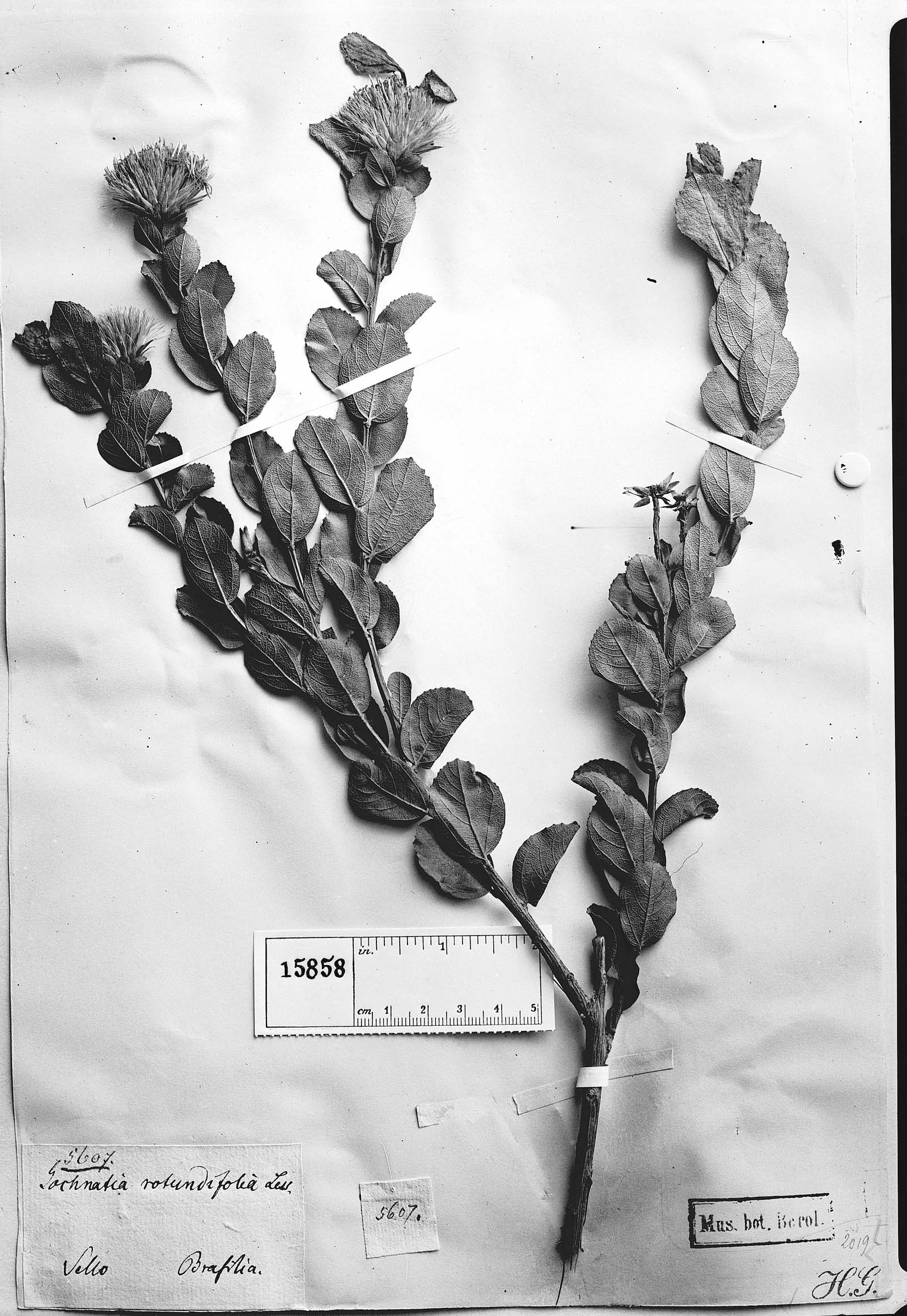 Gochnatia rotundifolia image