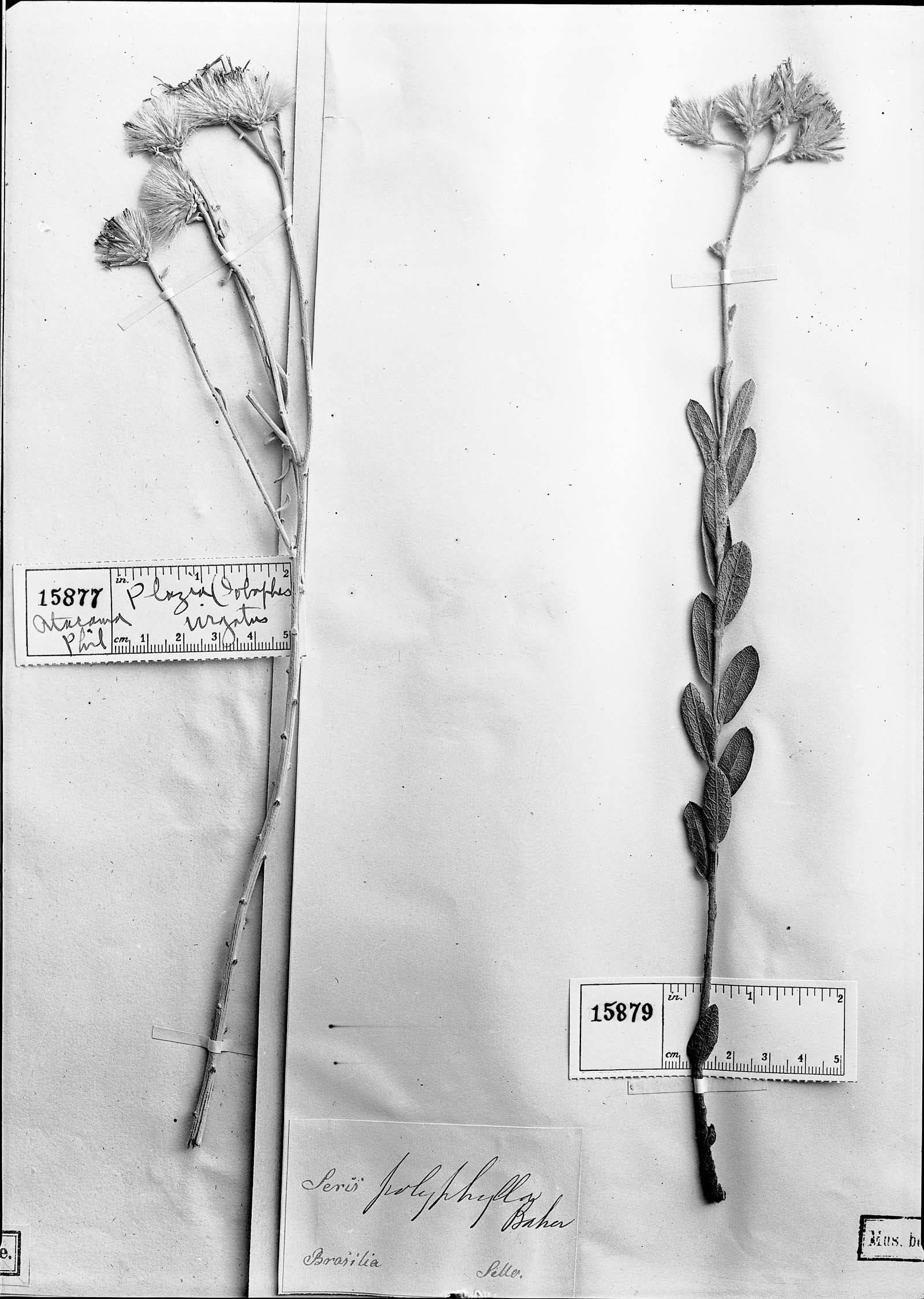 Richterago polyphylla image