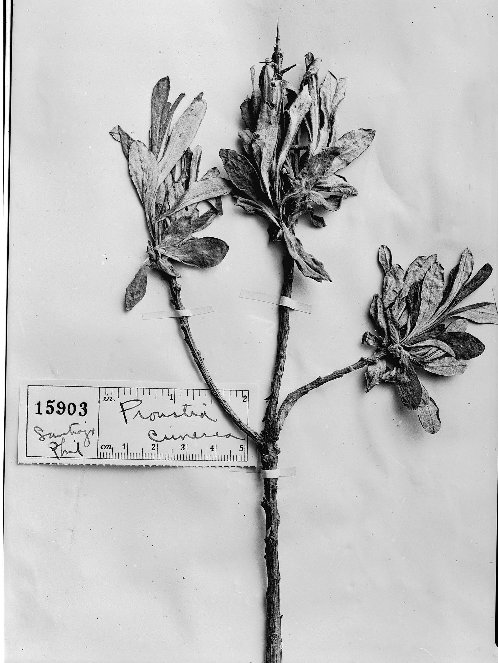 Proustia cuneifolia subsp. cinerea image