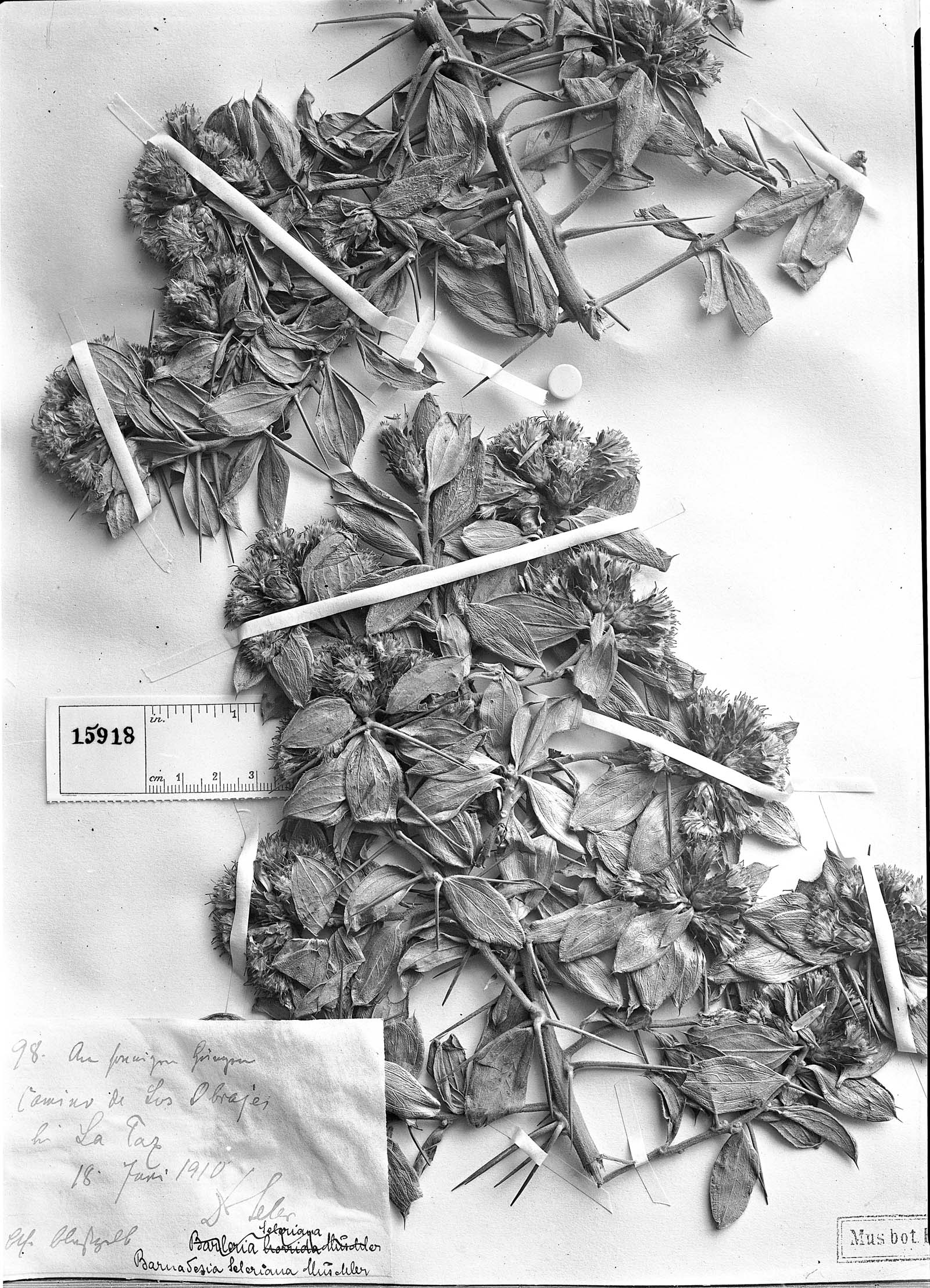 Dasyphyllum ferox image
