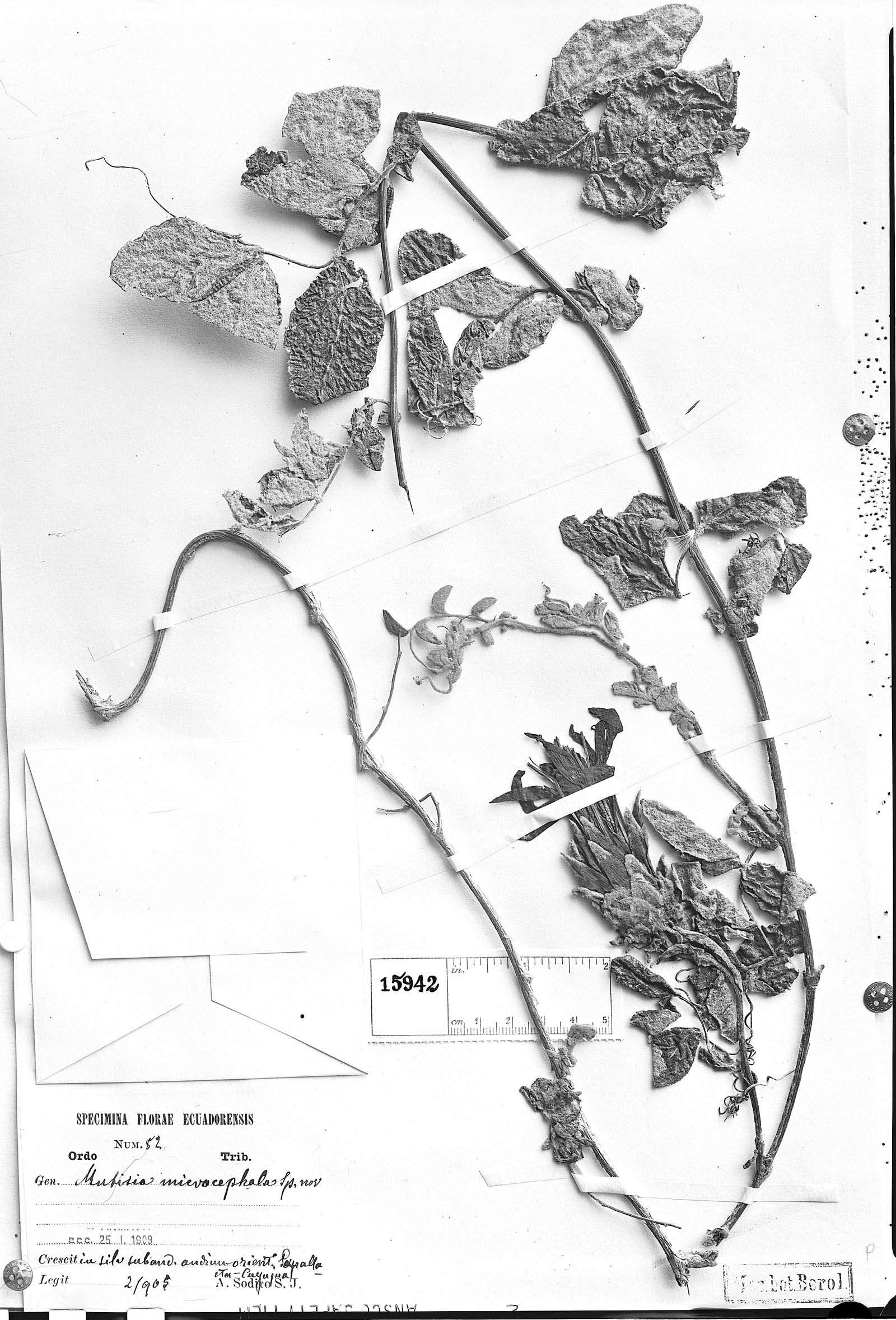 Mutisia microcephala image